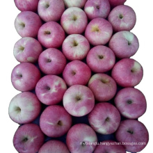 Shanxi qinguan apple Baishui Qinguan apple exporter